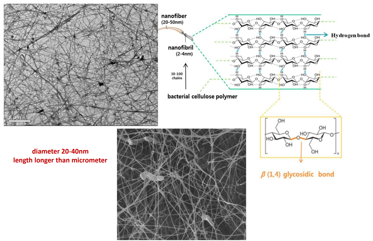 structure of bacterial cellulose 1 -